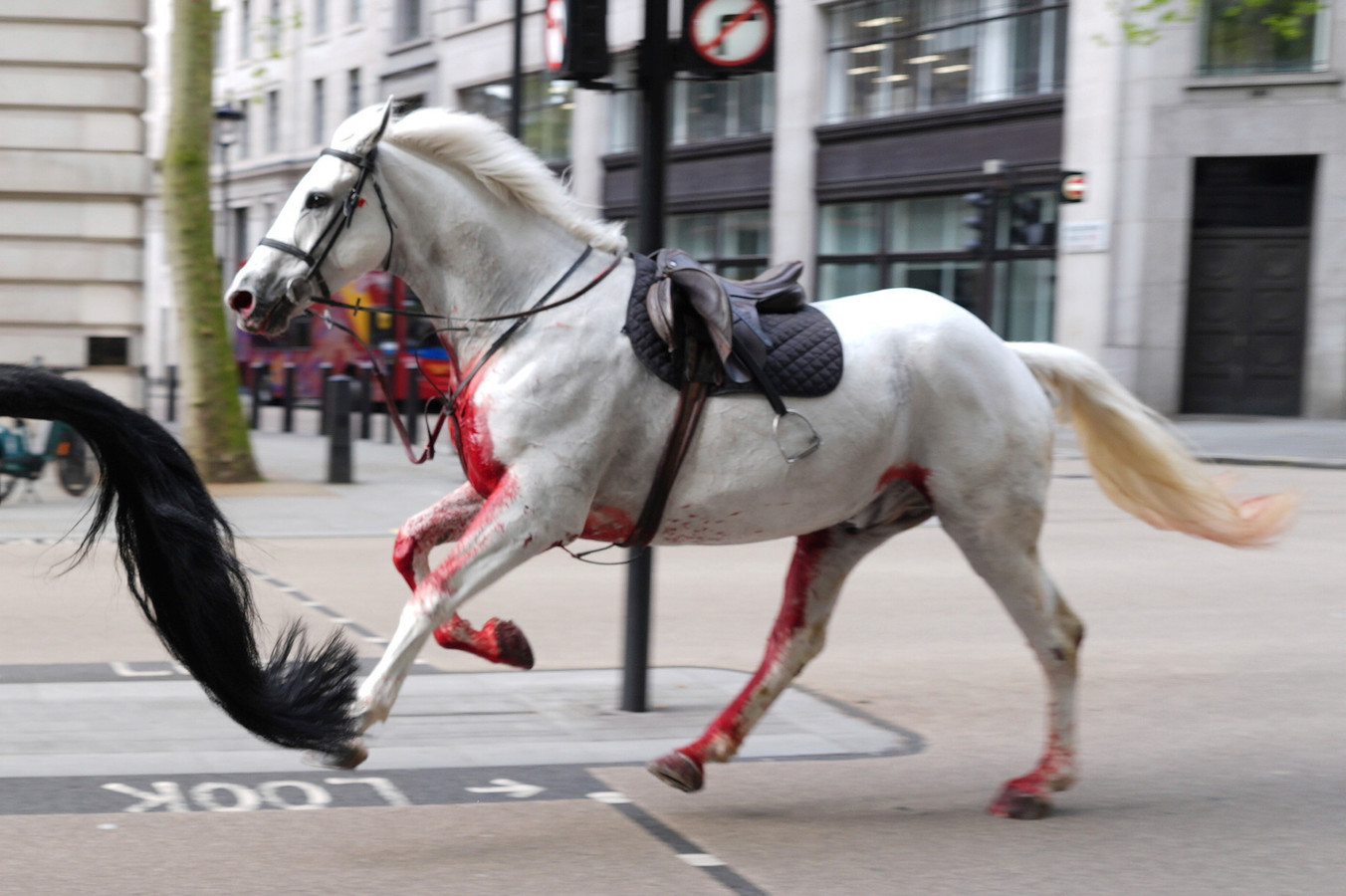 Koninklijke paarden losgeslagen in centrum Londen, één paard en vijf