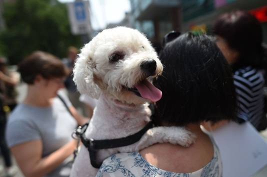 Een dierenactiviste draagt haar hond bij demonstraties in Yulin.