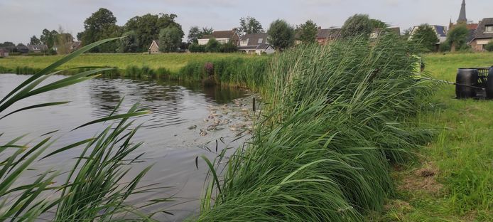 Veel dode vissen aan Kleine Schans in Terheijden
