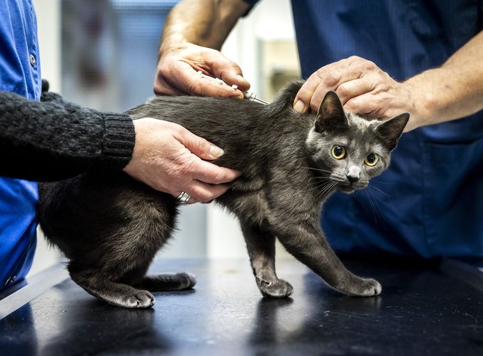 Dierenartsen ontfermen zich over een kat