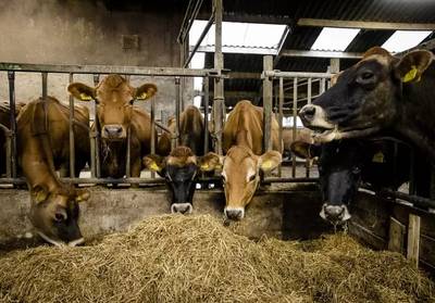 La maladie de la vache folle diagnostiquée sur un bovidé aux Pays-Bas
