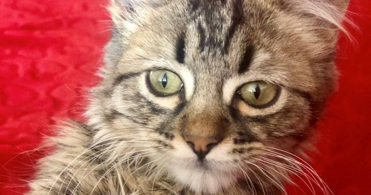 Le Perou Met Les Points Sur Les I Le Chaton Lee A Toujours Ete Le Bienvenu Ici Ecologie 7sur7 Be