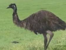 Hé, wat steekt daar nou voor vreemde loopvogel de weg over? Het is een emoe in het wild