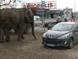 Circusolifant gaat gezellig op wandel in Vilnius