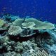 Australië verbiedt nieuwe kolenmijn vanwege schade aan ’s werelds grootste koraalriffenstelsel