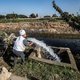 De Egyptische president Sisi gaat het watertekort te lijf door kamerplanten te verbieden