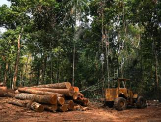 Ontbossing Amazone laatste tijd sterk toegenomen, waarschuwt WWF