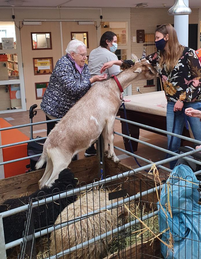 Een geit van het Natuurcentrum in Gorinchem bezoekt ouderen in een verzorgingshuis.