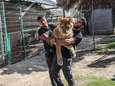 Klauwen van leeuwin in Palestijnse zoo verwijderd zodat dier kan “spelen met kinderen”