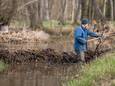 De beverdam in de Vijversbeek wordt verlaagd zodat het water terug vlot kan doorstromen en de dam behouden blijft.