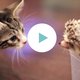 Lief: kitten ziet voor het eerst een egel