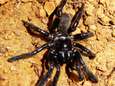 Oudste spin ter wereld (43) is niet meer