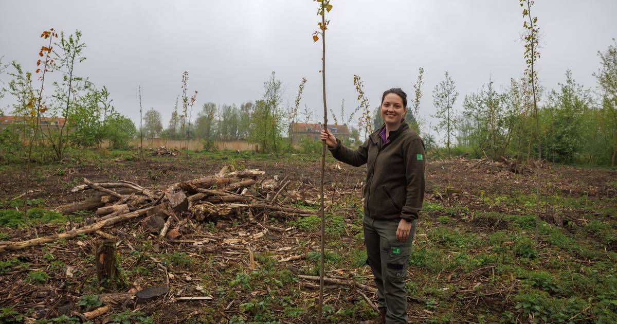 Doei essen, hallo populieren: 7800 staken laten door essenziekte geteisterde West-Brabantse bossen w