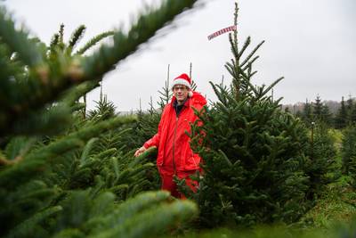 Hans verruilde zijn koeien voor kerstbomen: 'Ik kan nu makkelijker paar dagen vrij nemen’