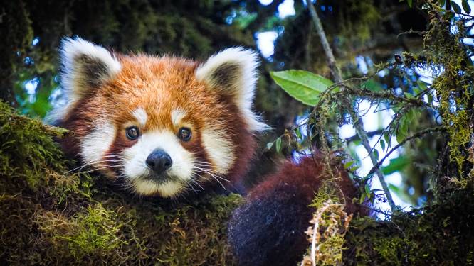 Rode panda is de beste ontsnapper van de dierentuin: ‘Hoeft maar een takje over te hellen en hij is weg’