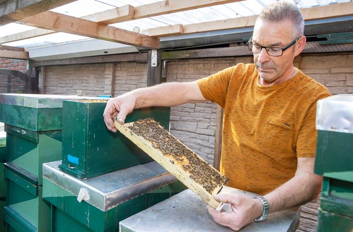 Ben Coppens fokt bijen die nauwelijks steken, maar dit jaar ook nauwelijks honing produceren.