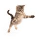 Genieten: kattenfilmpjes in vijf Amsterdamse bioscopen