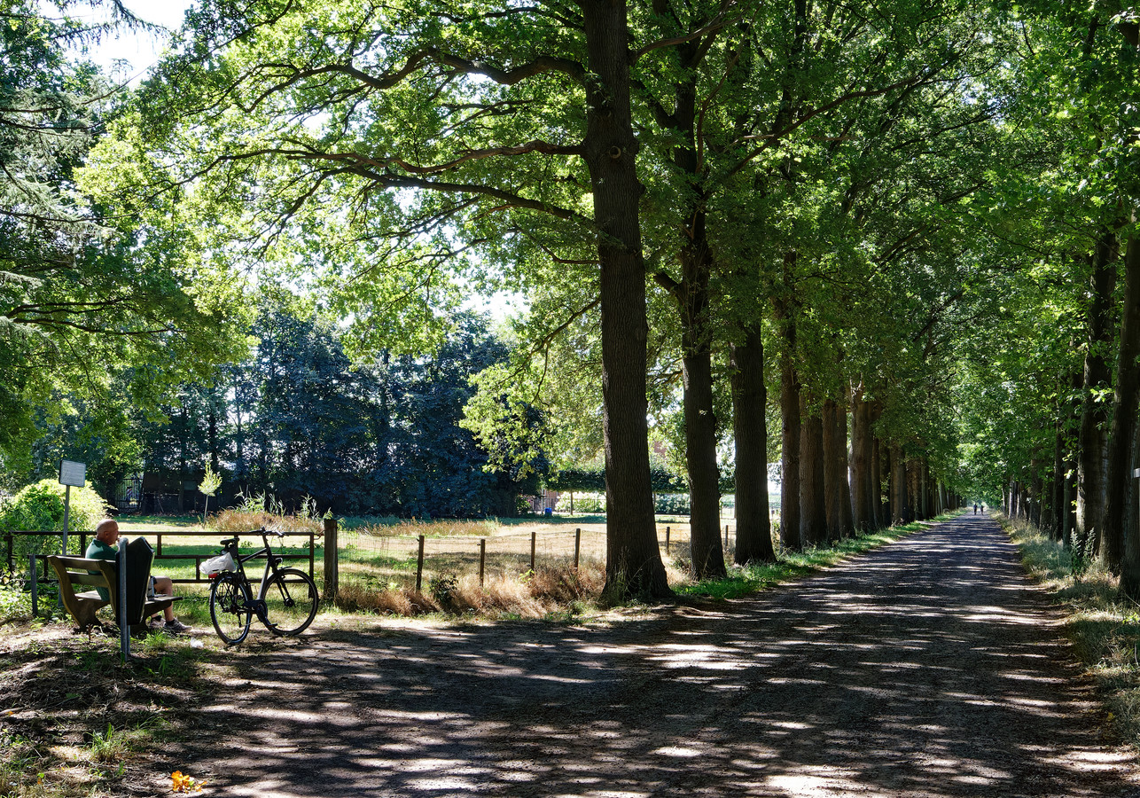 Middeleeuwse Groenewouddreef en Antwerpsebaan mogelijk eerste