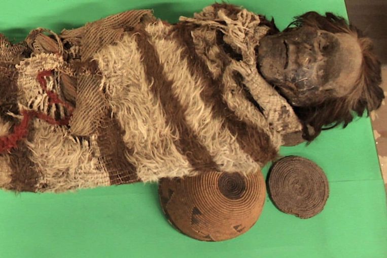 Een mummie van rond de tweeduizend jaar oud uit de Ansiltacultuur in Argentinië. Dna van de man bleek wonderbaarlijk goed bewaard te zijn in de lijm die luizen gebruikten om hun eieren aan de haren van de man vast te maken. Beeld Universidad Nacional de San Juan