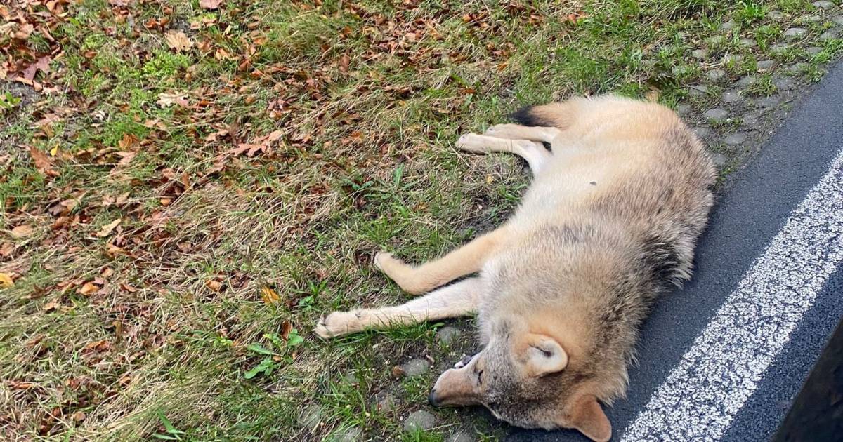 Wolf aangereden bij Leersum: ‘Hij bewoog zijn kop nog op en neer’.