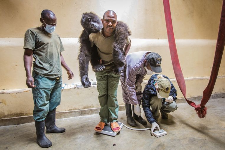 Een verweesde gorilla wordt gewogen bij de Gorilla Doctors. Beeld Marcus Westberg / Life Through A Lens