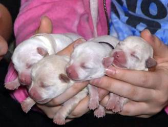 Nieuw wereldrecord: Chihuahua bevalt van 11 gezonde puppies