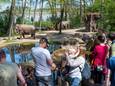 Bezoekers kijken naar de olifanten in Burgers' Zoo. Foto ter illustratie.