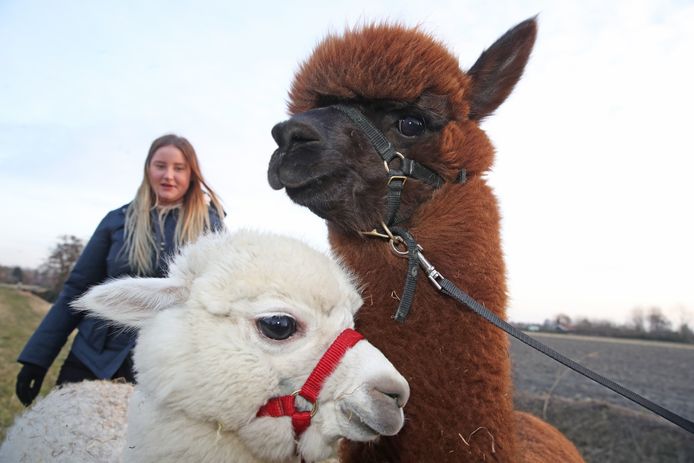 Anja van der Wagts dochter Vera aan de wandel met alpaca’s. ,,Dat schijnt  op veel bucketlists te staan.’’