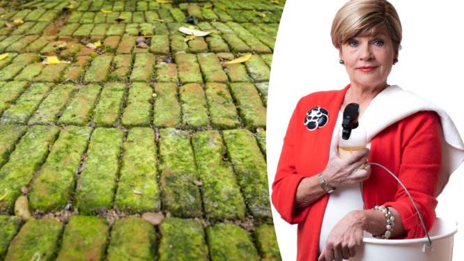 Mos of groene aanslag van de tuintegels? Poetsexperte legt uit hoe je dit zelf kan verwijderen