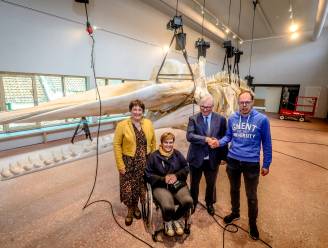 Potvis Valentijn hangt 35 jaar na zijn overlijden aan plafond van vernieuwd museum in Koksijde: “Alles aan dit verhaal is uniek”