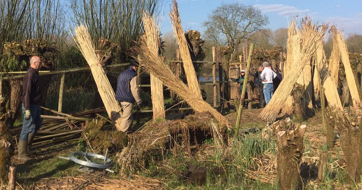 Waterliniewerkers herstellen vangpijp eendenkooi