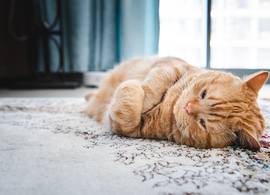 Hoe herken je een depressie bij je kat?