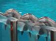 Weyts wil einde maken aan dolfijnen in gevangenschap: “Geen vergunningen meer voor dolfinaria”