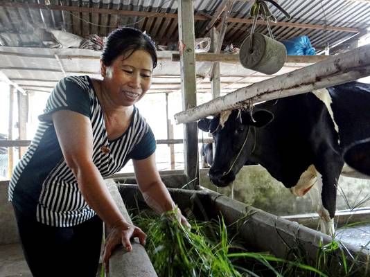 Door tips van Campina produceren de koeien van Thaise boeren als Tran Ti Yen meer melk. Twee keer per dag brengt ze haar productie naar een centraal punt.