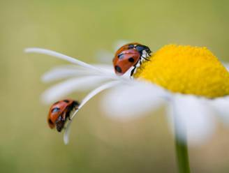 Zorgwekkend: aantal insecten in Europa drastisch gedaald