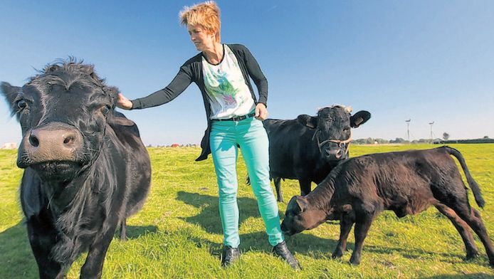 Bang om te sterven steekpenningen lavendel Kleinste koe van het land graast in Aarlanderveen | Nieuws | AD.nl