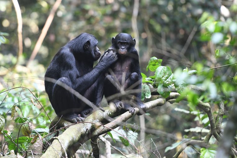  Een jong bonobomannetje wordt verzorgd door zijn moeder in een natuurpark in Congo. Beeld Martin Surbeck