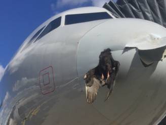 Vogel crasht in volle vlucht tegen vliegtuig en blijft steken