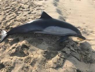 Aangespoelde dode dolfijn blijkt schotwonde te hebben: “Dit is ongelofelijk barbaarse daad”