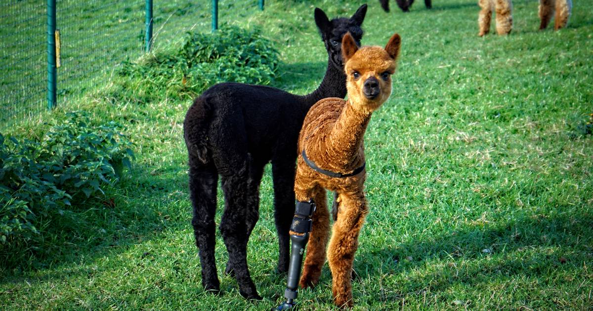 Meet Oracle: The Inspiring Alpaca with a Prosthetic Leg at Alpaca Flanders