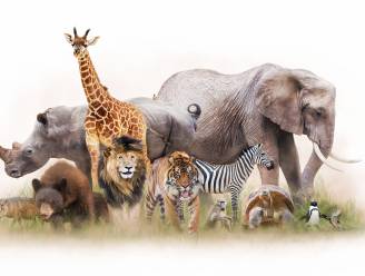 Grootste diersoorten ter wereld met uitsterven bedreigd door menselijke consumptie
