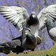 Peking verbiedt vliegers en duiven rondom Spelen