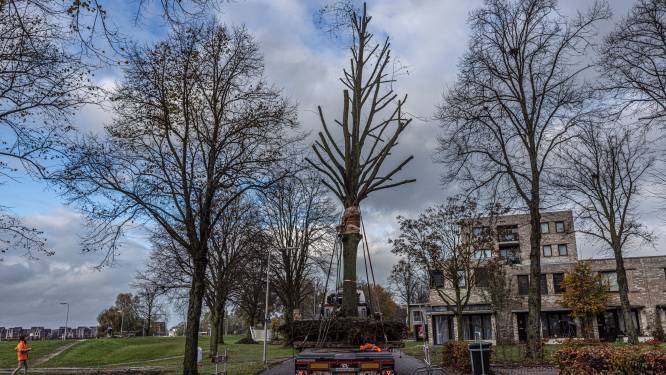 ‘Bijzondere’ operatie in Zwolle: dit kostte het 250 meter verplaatsen van drie grote bomen