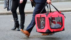 Nieuwe bewoner voor Downing Street 10. Maar wat met Larry de kat?