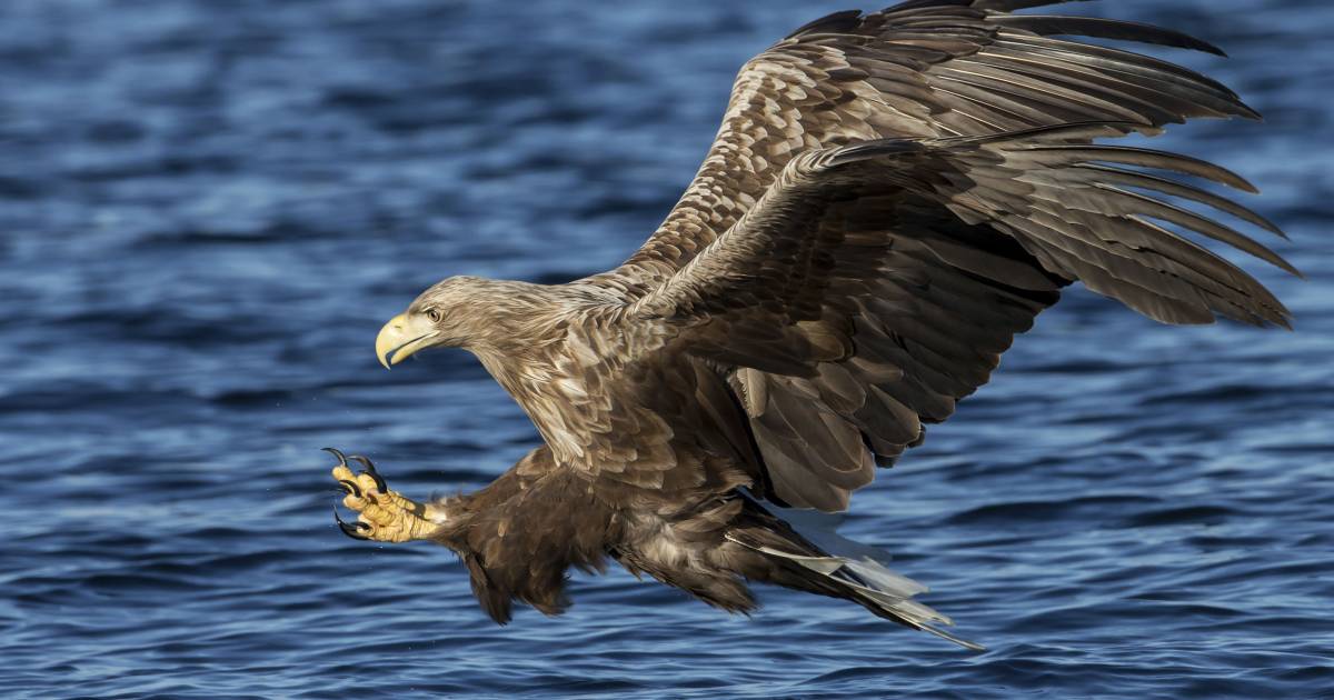 Zeearend Gespot In Tolkamer Nu Wachten Op Eerste Broedpaar Zevenaar Gelderlander Nl