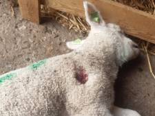 Eigenaar verbolgen over doodschieten van lammetje bij Sint Philipsland: ‘Wie doet zoiets?’