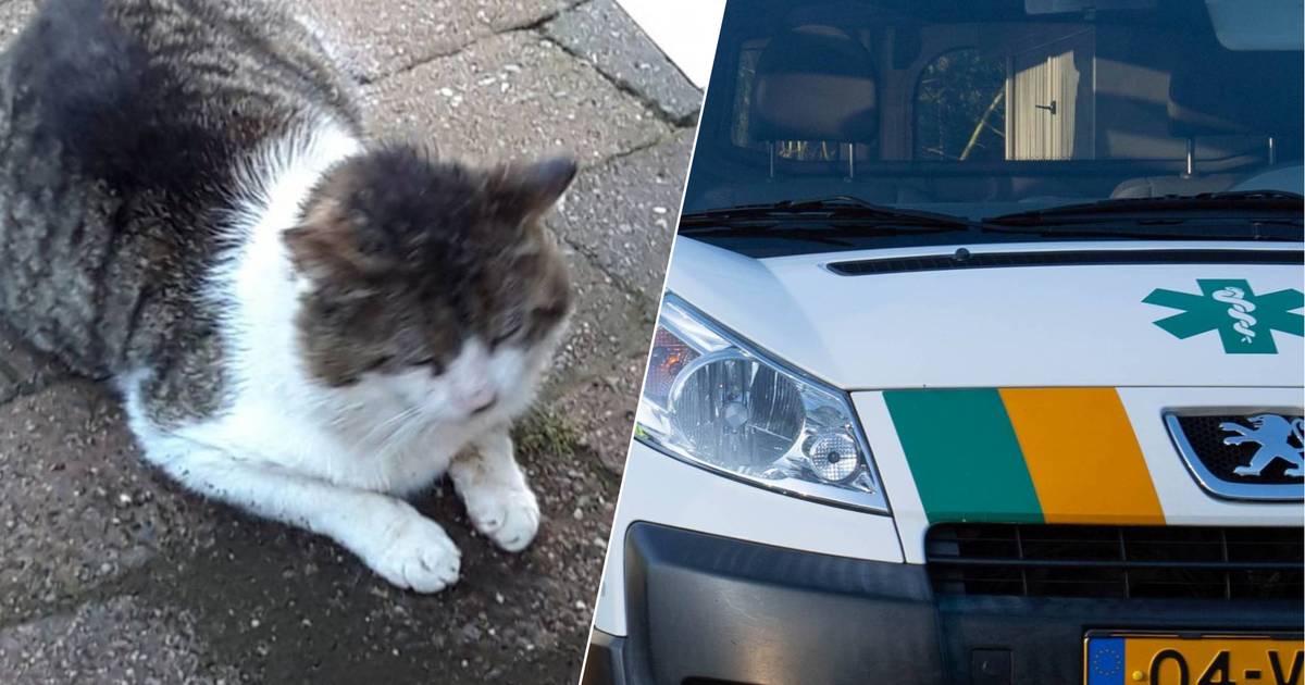 Onverklaarbaar veel katten met schuim om de bek in Diepenheim: ‘Dat kan geen toeval zijn’