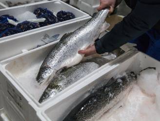 Prijzen voor Schotse vis kelderen brexit, maar notoire brexiteer zijn de vissen nu wel “Brits en dus gelukkiger” | Buitenland | hln.be