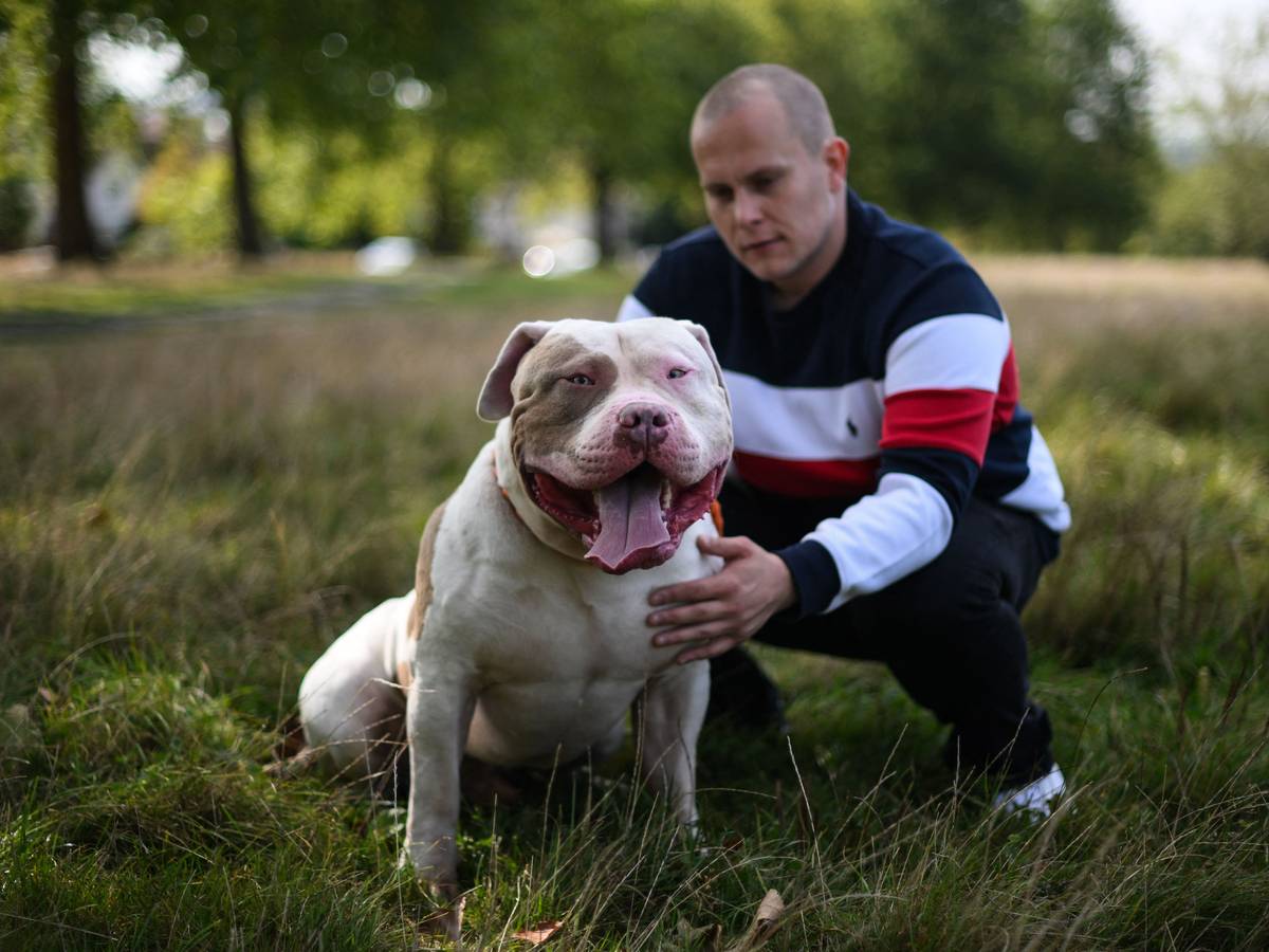 Zeker 246 honden krijgen over enkele weken spuitje door Brits verbod op  American Bully XL: “Ook gezonde dieren die geen agressief gedrag vertonen”  | Dieren | hln.be