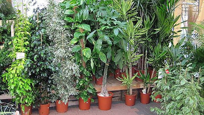 verweesde planten zijn welkom in rotterdams asiel rotterdam ad nl